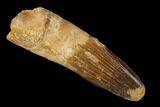 Bargain, Spinosaurus Tooth - Kem Kem Beds #160016-1